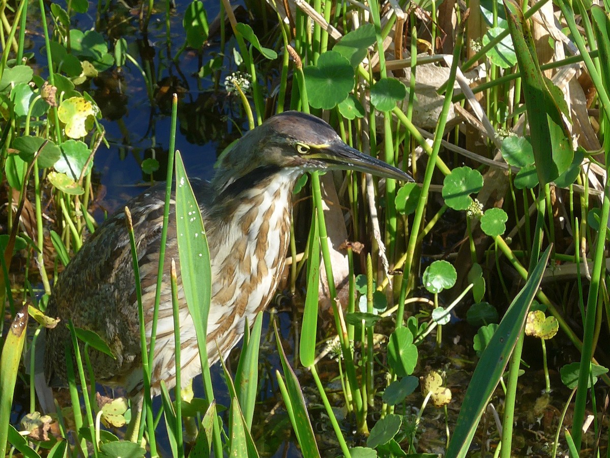 American Bittern - ML630192378