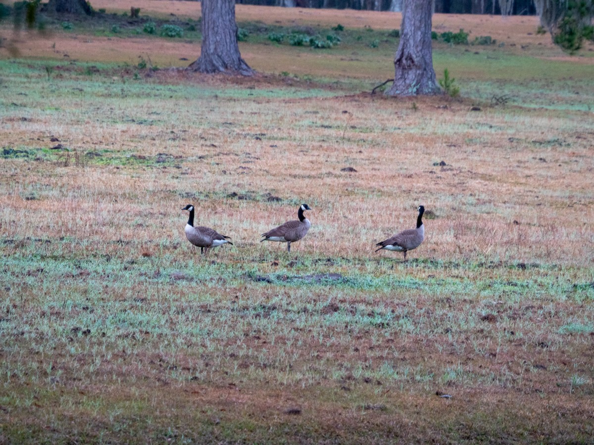 Canada Goose - ML630192455
