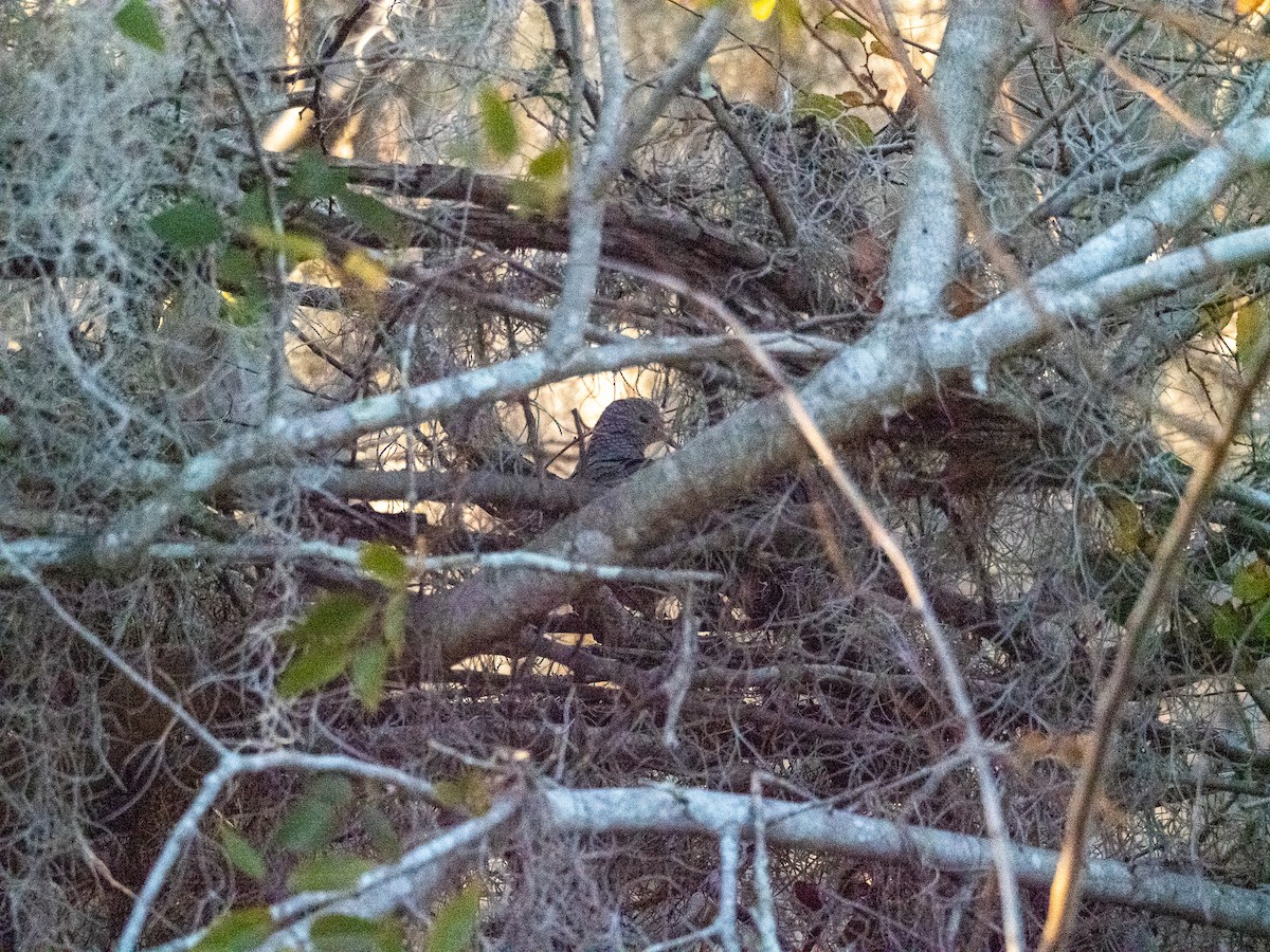 Common Ground Dove - ML630192496