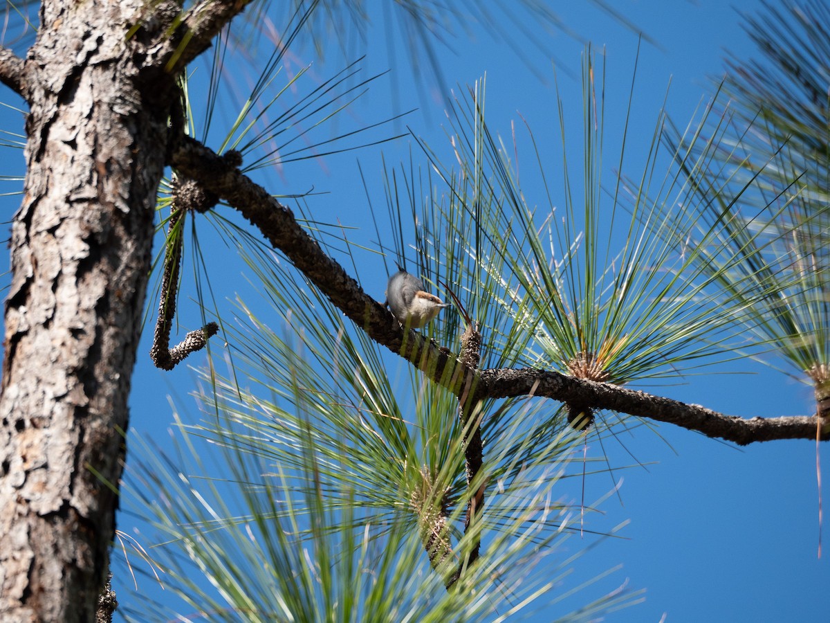 Brown-headed Nuthatch - ML630192508