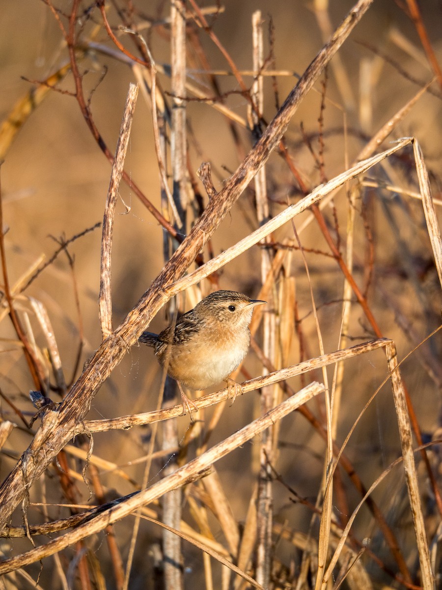 Sedge Wren - ML630192516