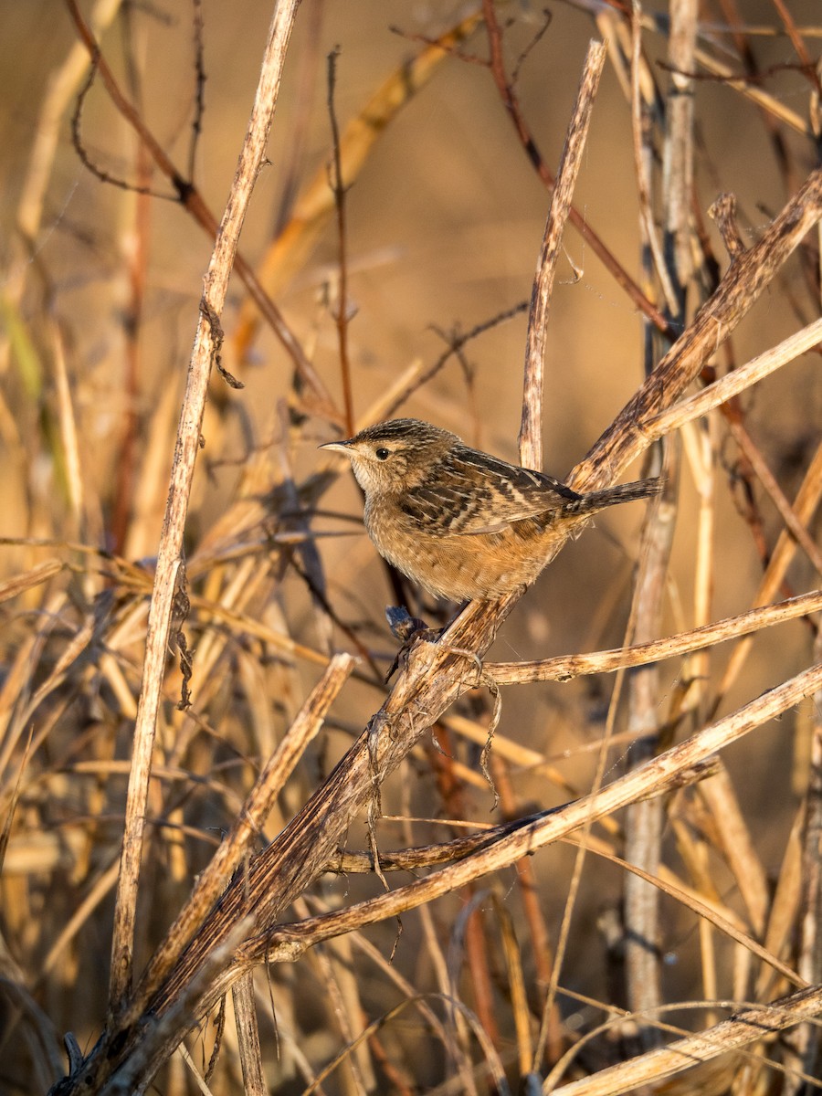 Sedge Wren - ML630192517