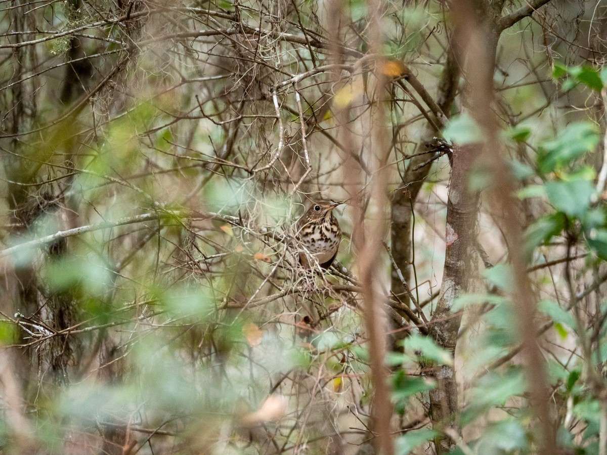 Hermit Thrush - ML630192521