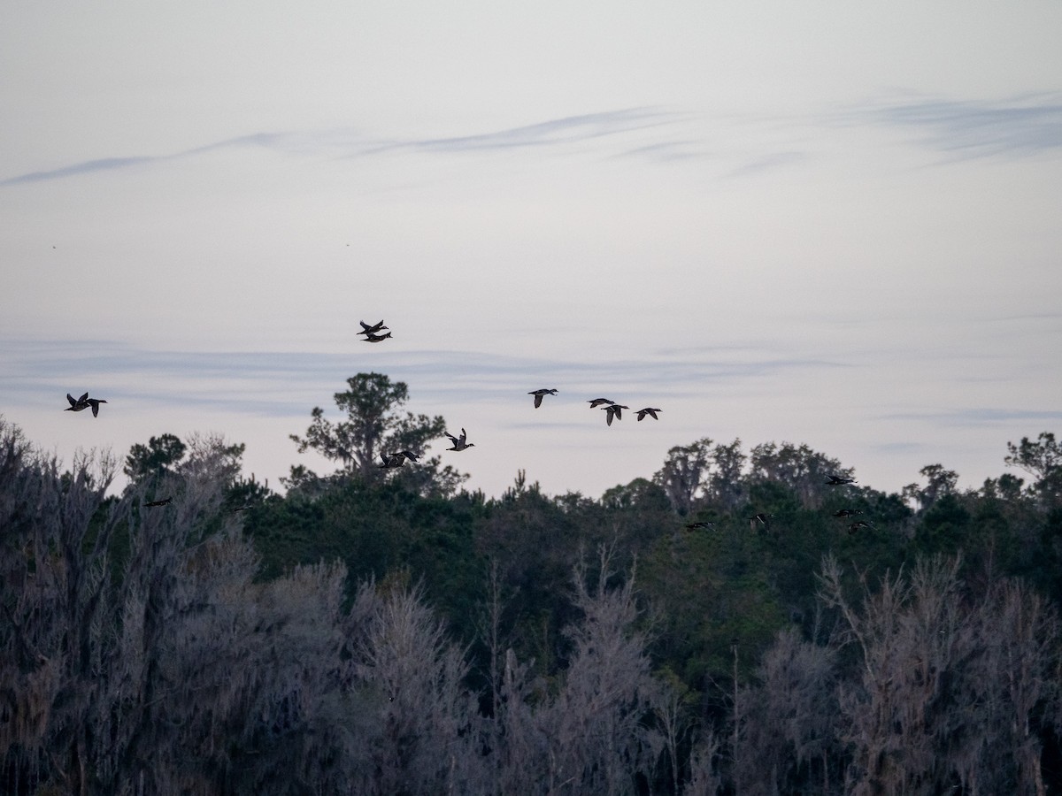 Wood Duck - ML630192561