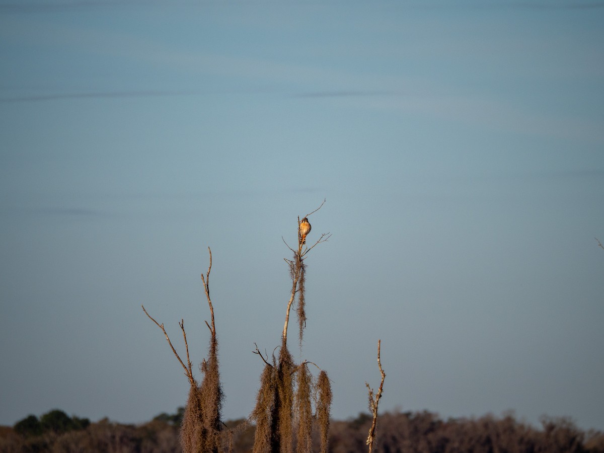 American Kestrel - ML630192563