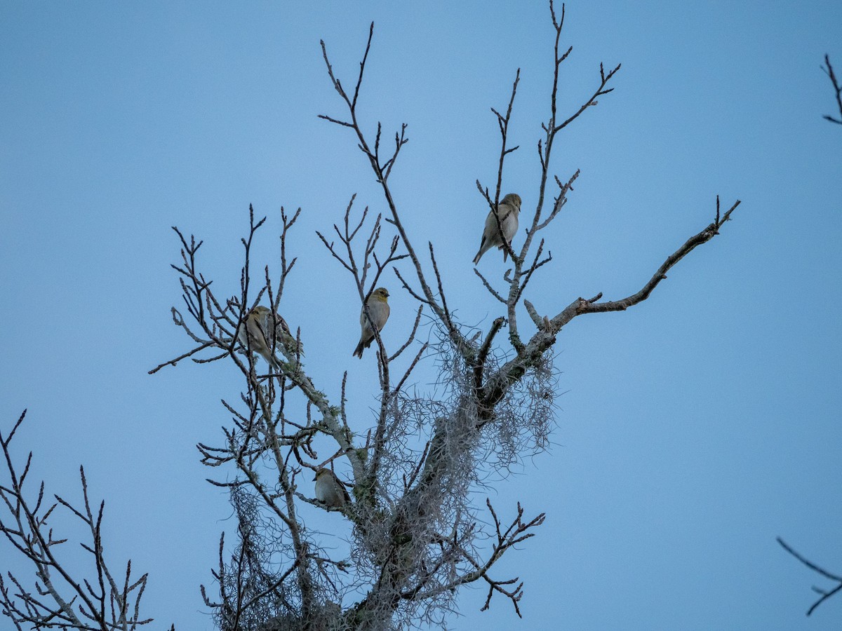 American Goldfinch - ML630192565