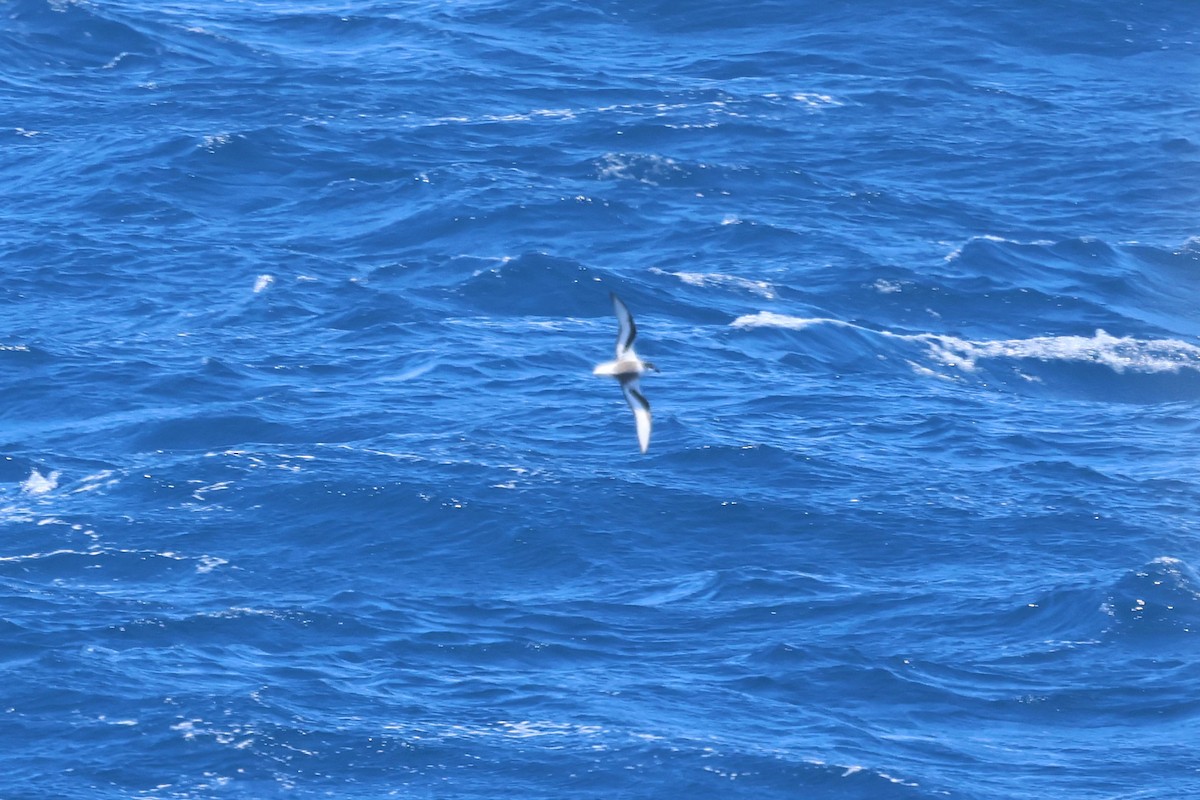 Mottled Petrel - ML630192573