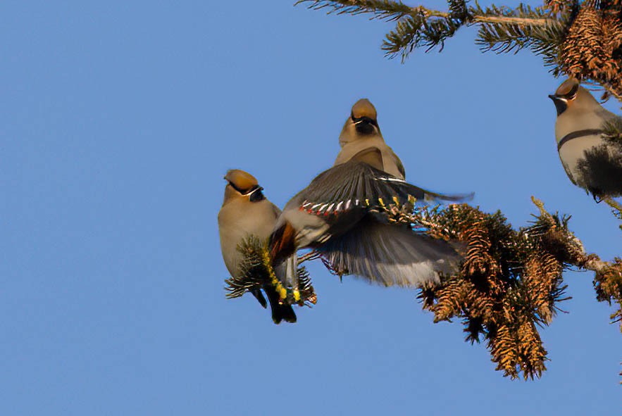 Bohemian Waxwing - ML630192662