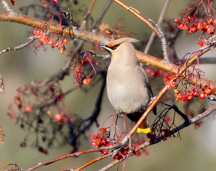 Bohemian Waxwing - ML630192680