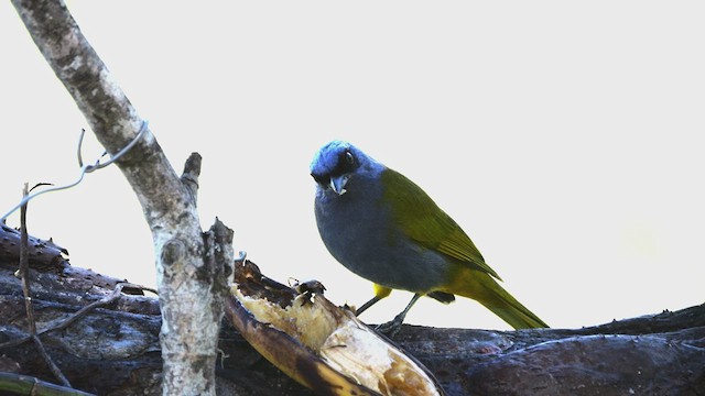 Blue-capped Tanager - ML630192701