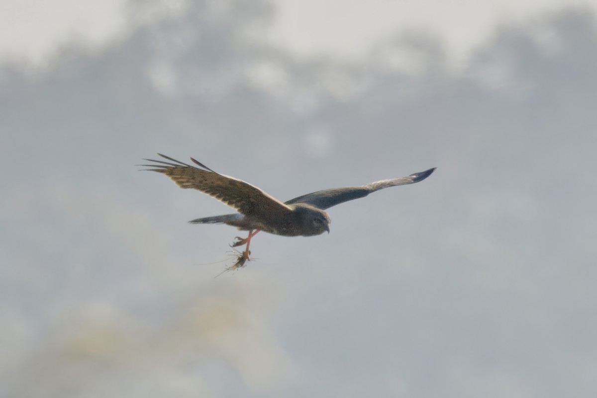 Eastern Marsh Harrier - ML630192923