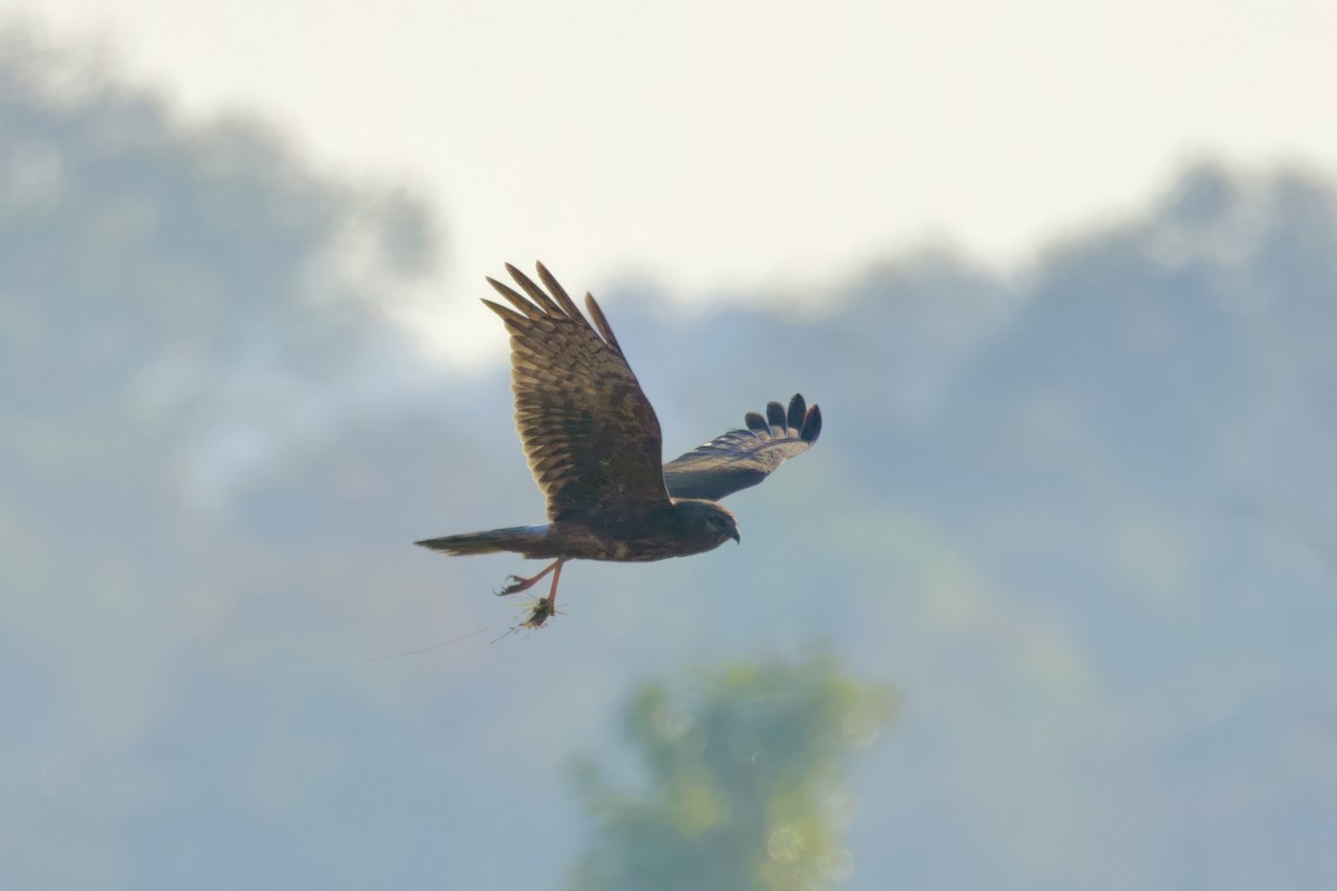 Eastern Marsh Harrier - ML630192928