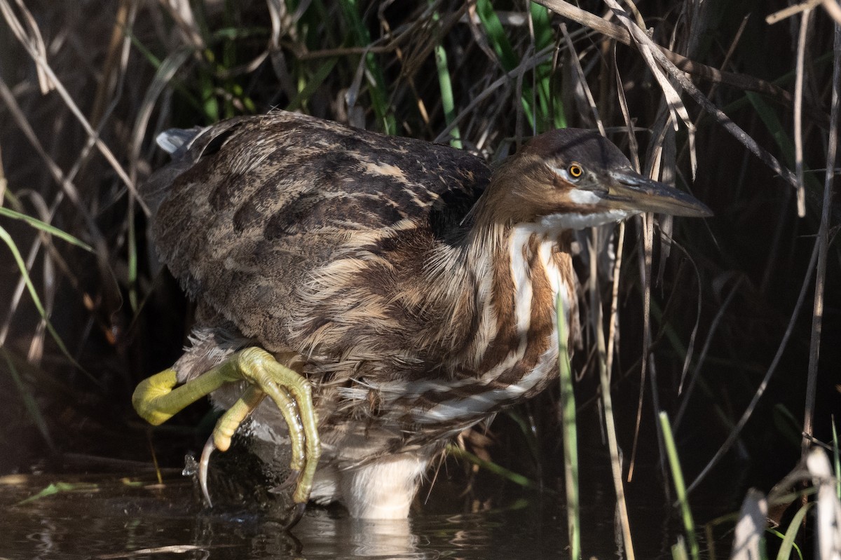 American Bittern - ML630193014