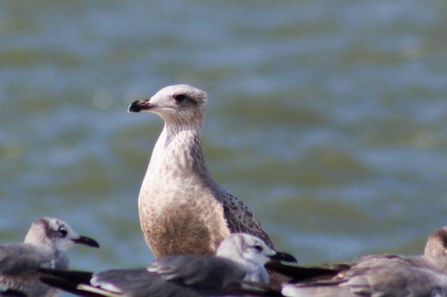 American Herring Gull - ML630193041