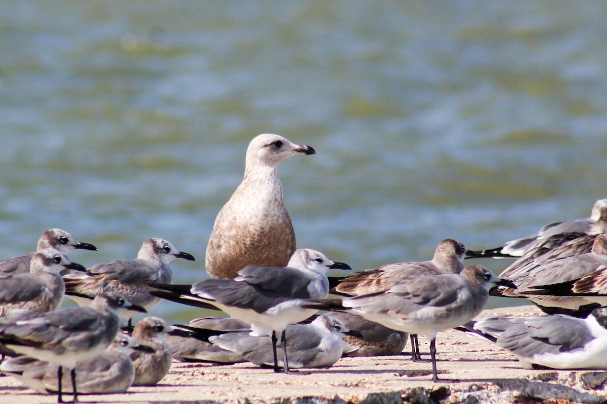 American Herring Gull - ML630193042