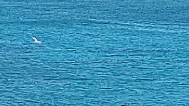 Red-billed Tropicbird - ML630193117