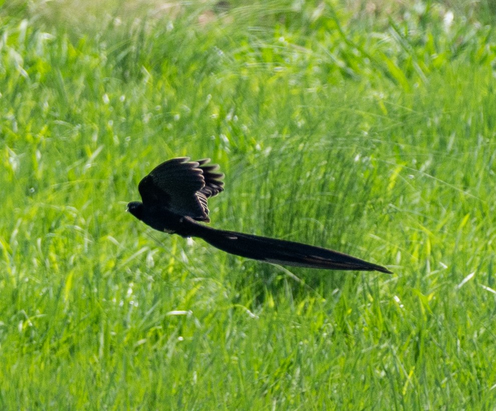 Long-tailed Widowbird - ML630193371