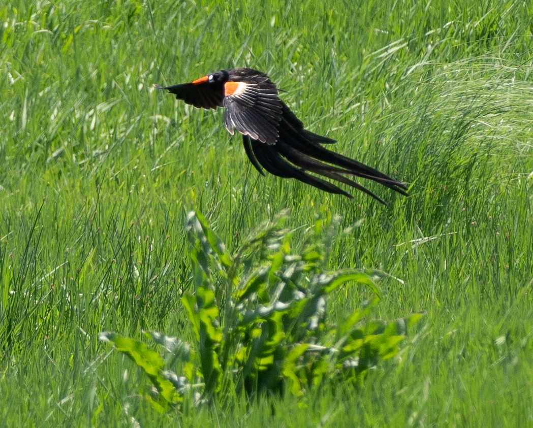 Long-tailed Widowbird - ML630193372