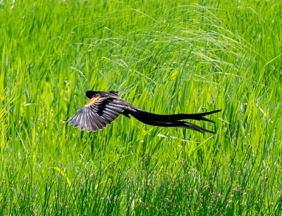 Long-tailed Widowbird - ML630193373