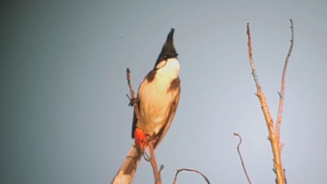 Red-whiskered Bulbul - ML630193389
