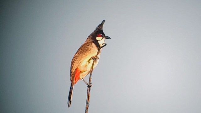 Red-whiskered Bulbul - ML630193390