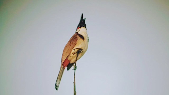 Red-whiskered Bulbul - ML630193393
