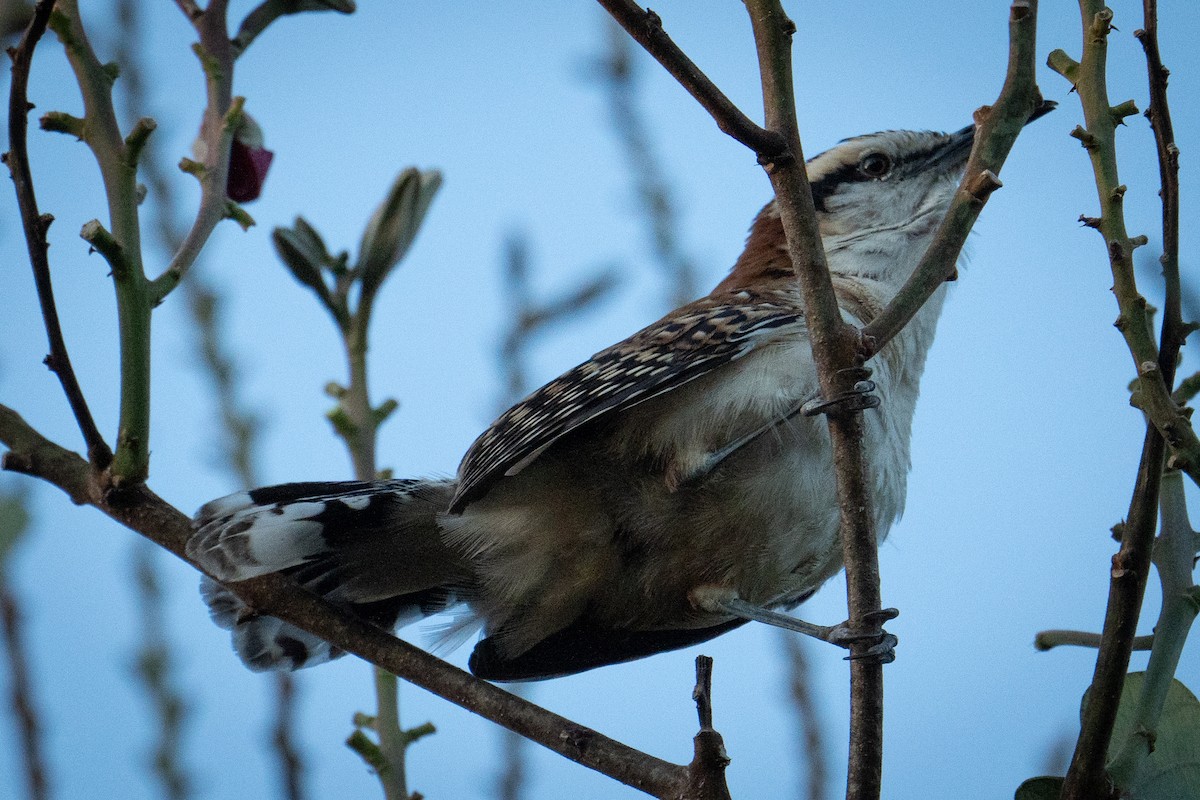 Rufous-backed Wren - ML630193590