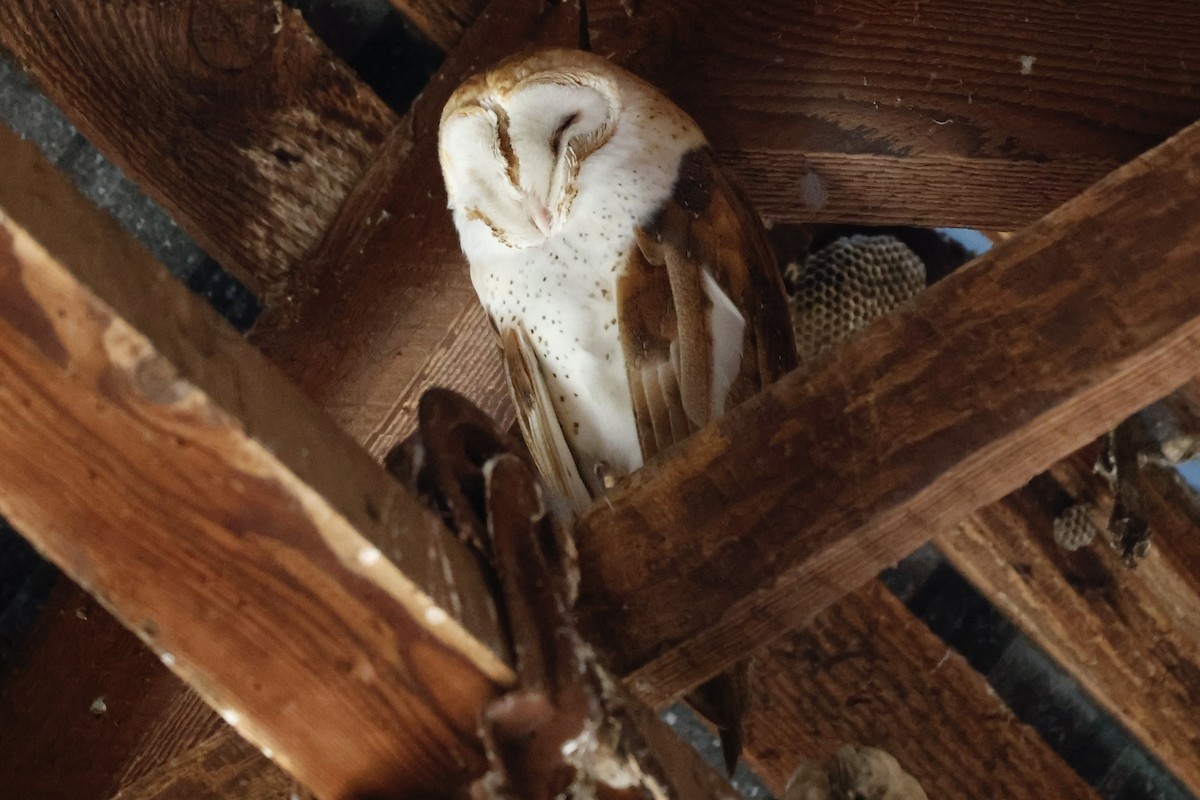 American Barn Owl - ML630193596