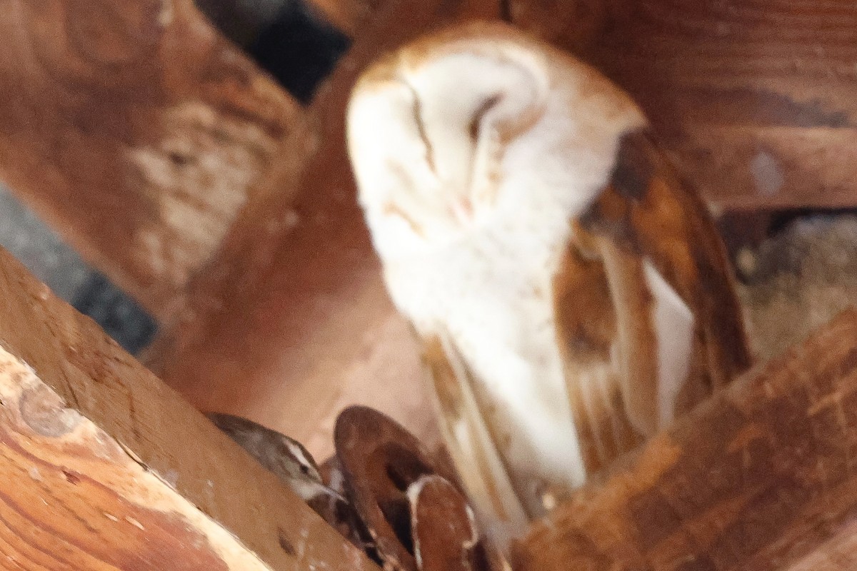 American Barn Owl - ML630193611