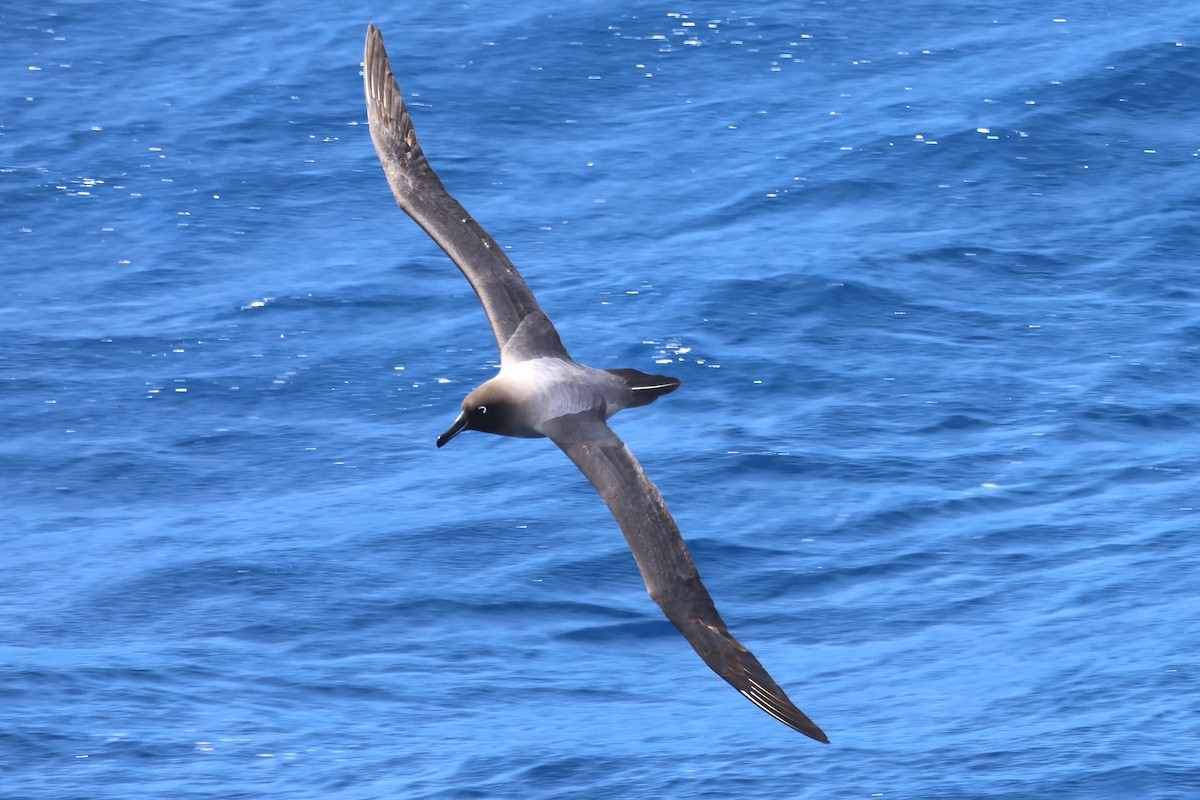 Graumantelalbatros - ML630193621