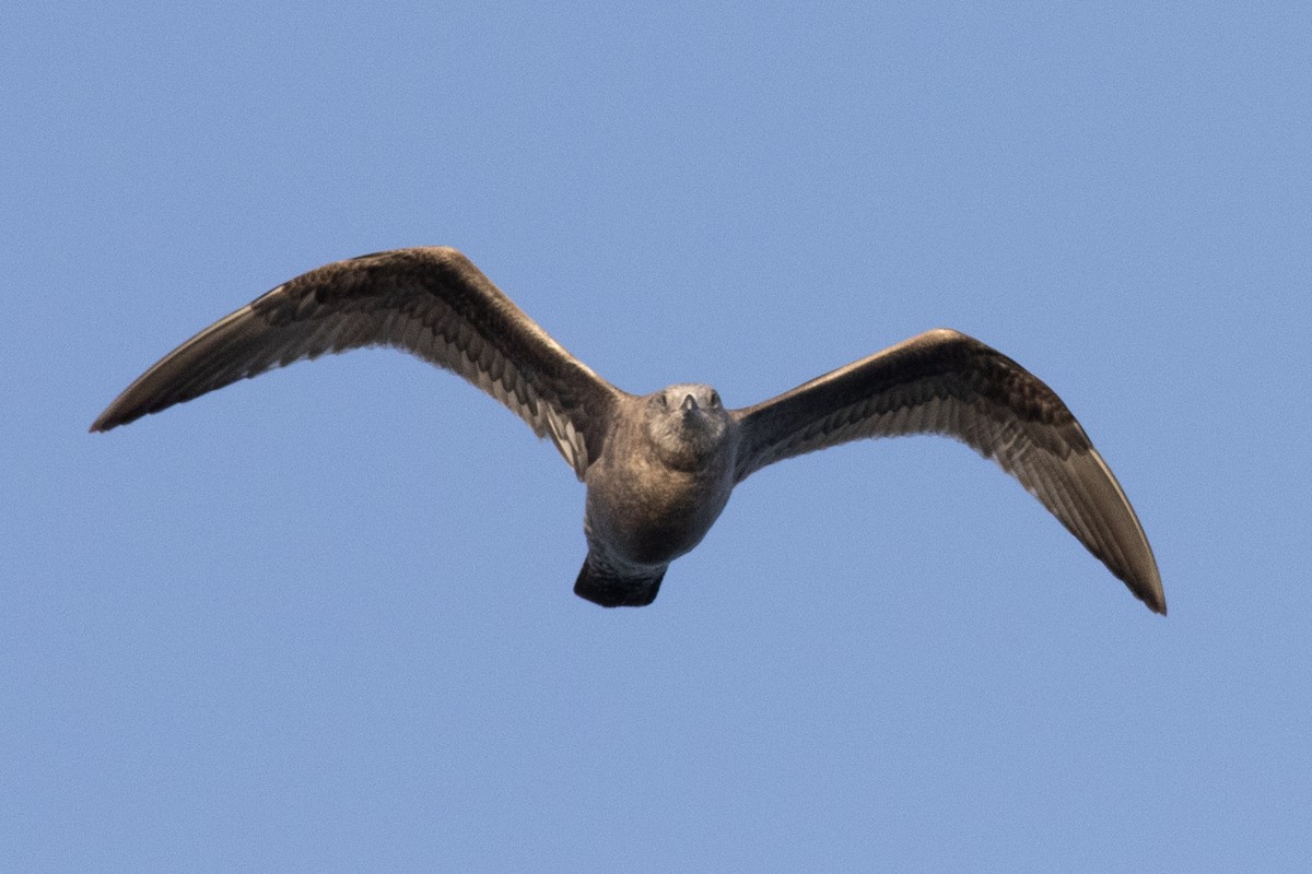 American Herring Gull - ML630193634