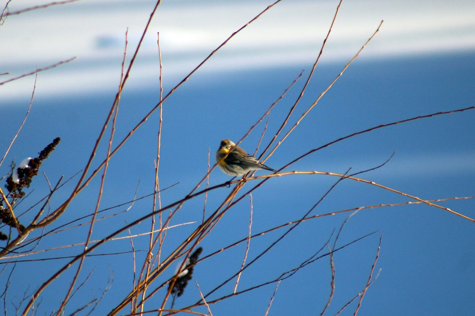 Yellow-rumped Warbler - ML630193649