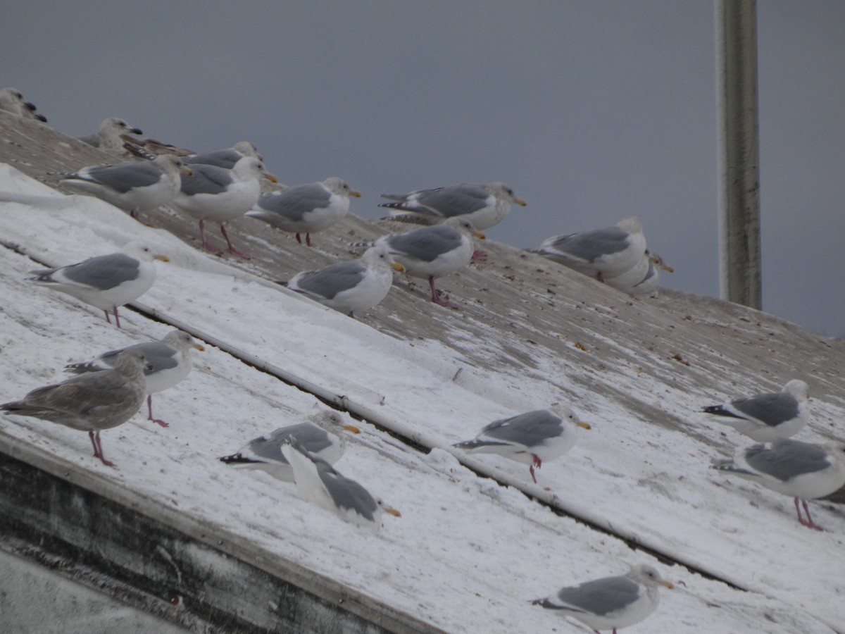 American Herring Gull - ML630193711