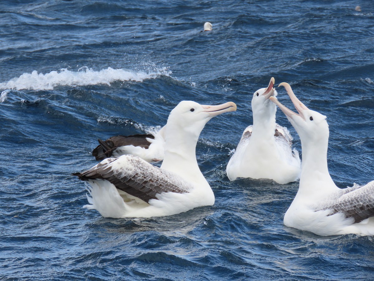 Northern/Southern Royal Albatross - ML630193744