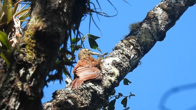 Strong-billed Woodcreeper - ML630193791