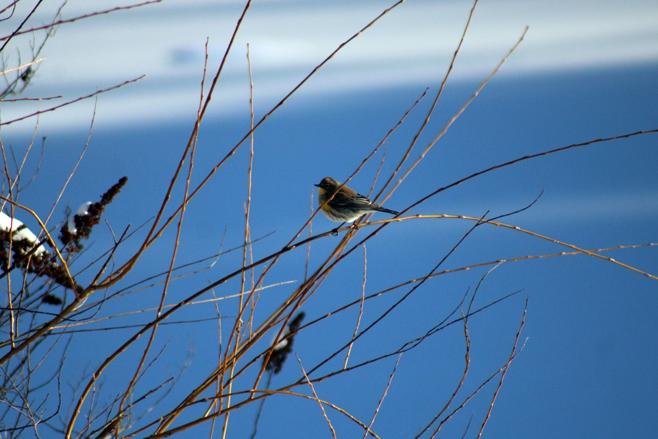 Yellow-rumped Warbler - ML630193854