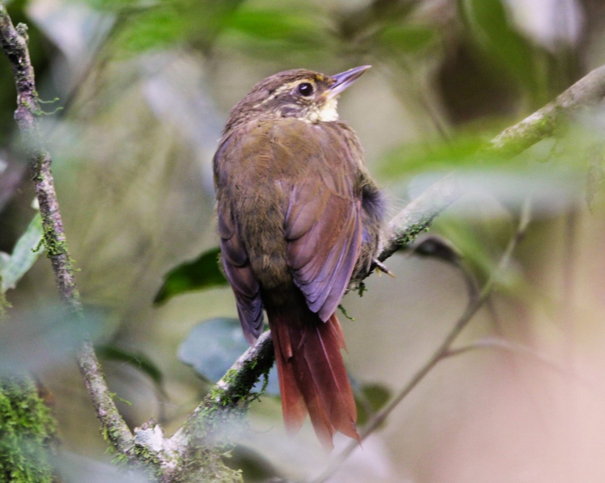 Buff-browed Foliage-gleaner - ML630193876