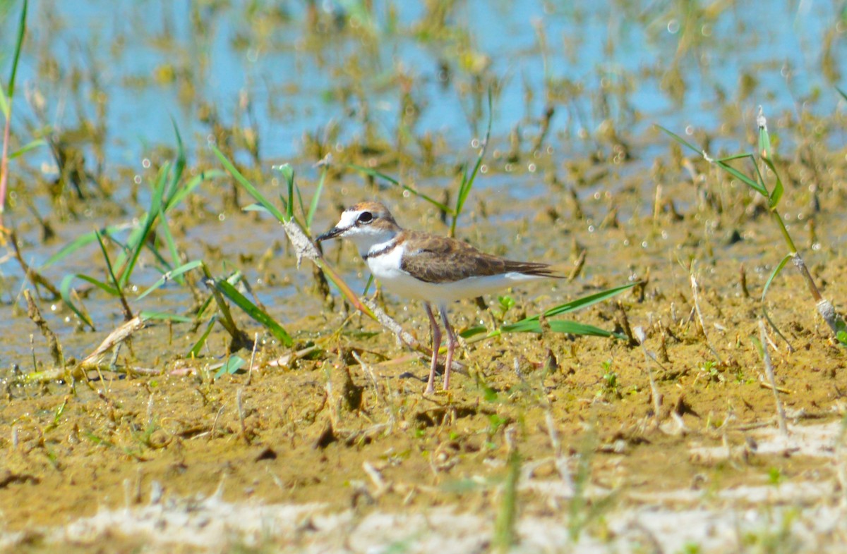 Collared Plover - ML630194043