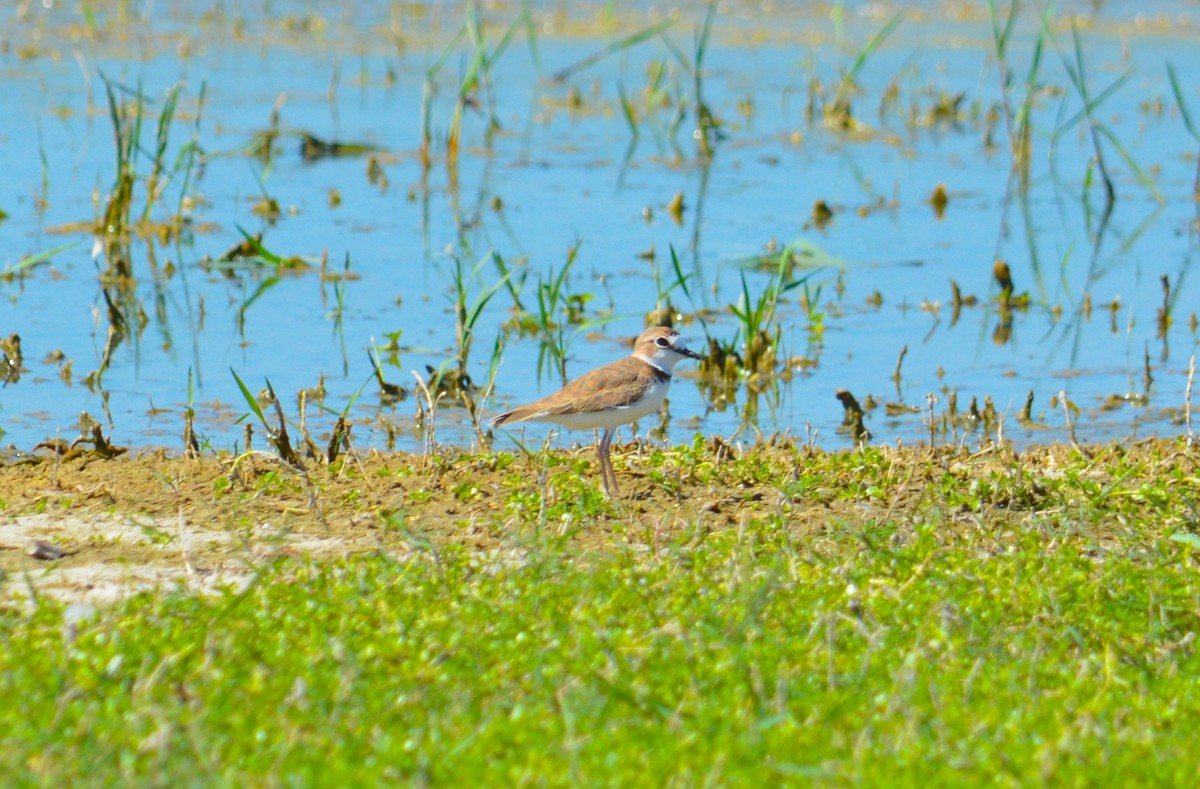 Collared Plover - ML630194044