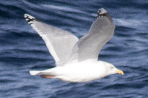 American Herring Gull - ML630194126