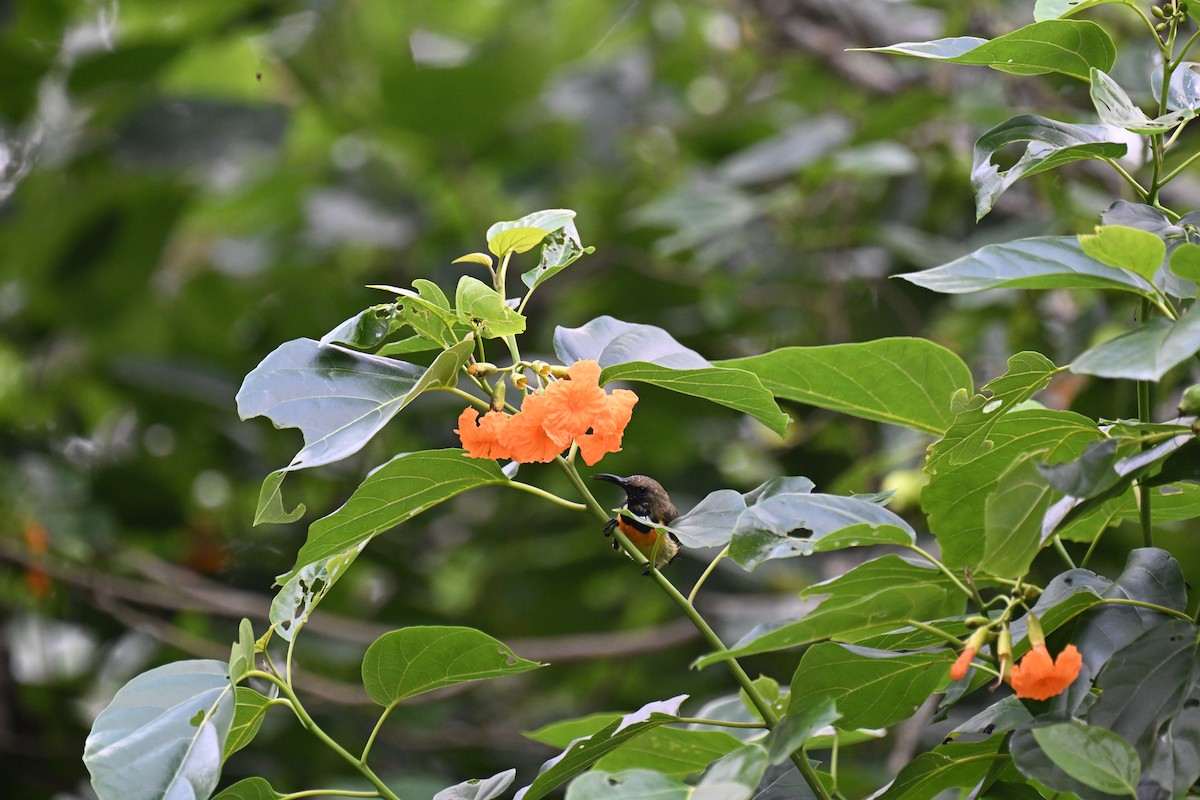 Palawan Sunbird - ML630194240