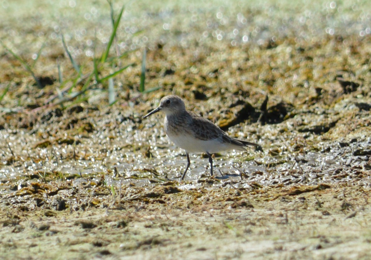 Baird's Sandpiper - ML630194280