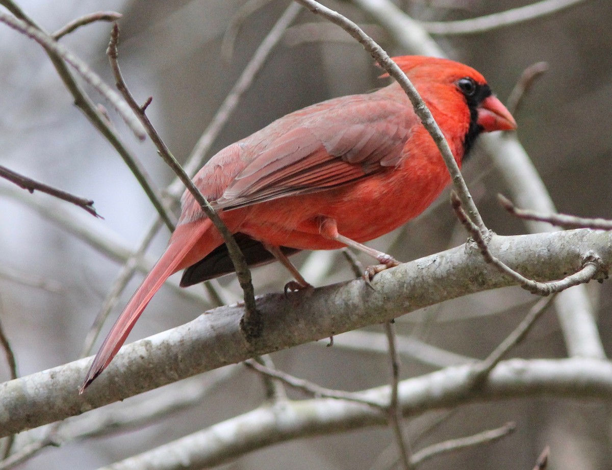 Northern Cardinal - ML630194301