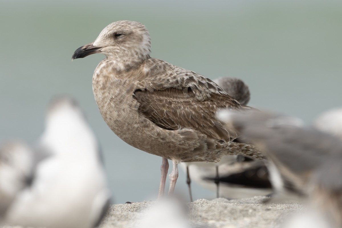 American Herring Gull - ML630194337