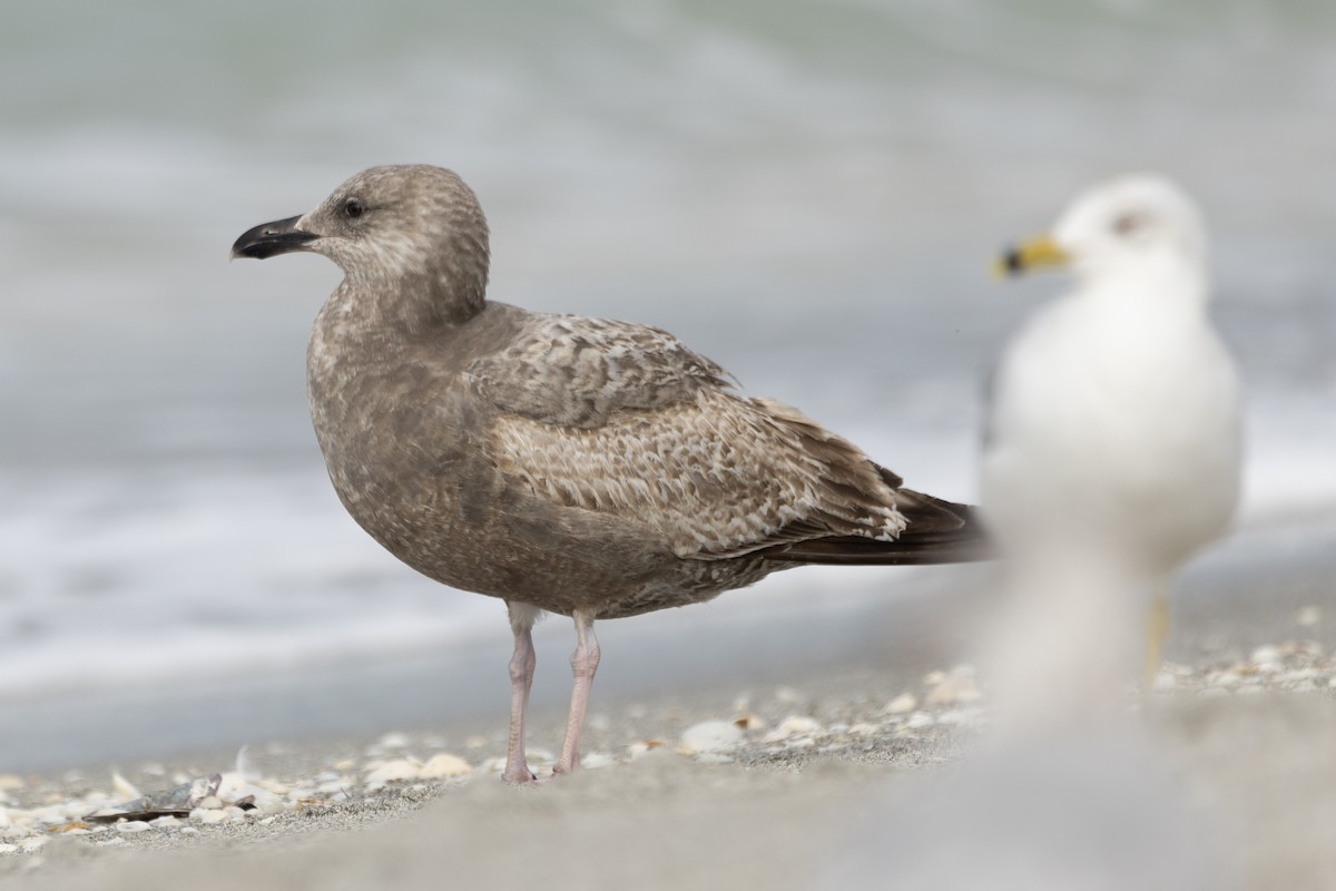 American Herring Gull - ML630194338