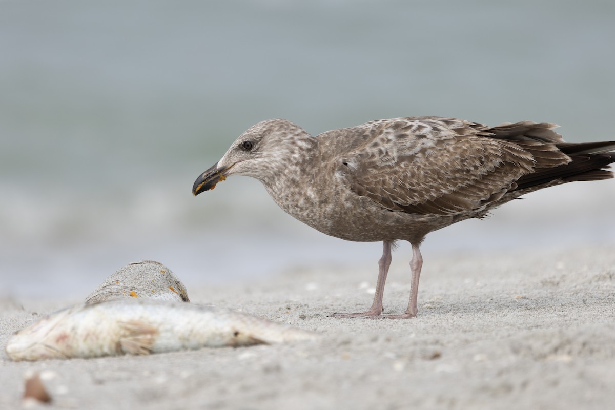 American Herring Gull - ML630194340