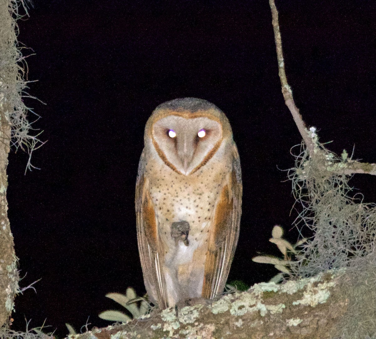 American Barn Owl - ML630194401