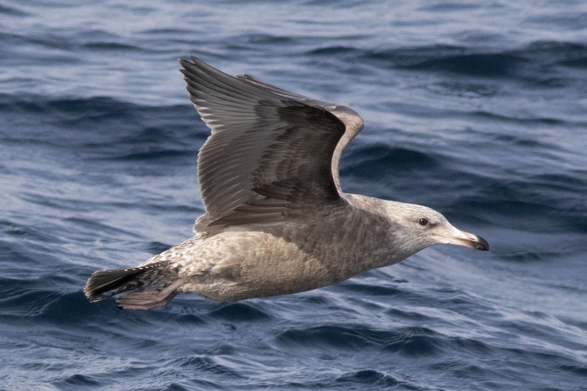 American Herring Gull - ML630194466