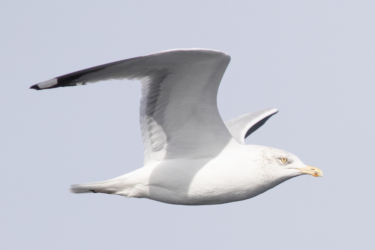 American Herring Gull - ML630194475