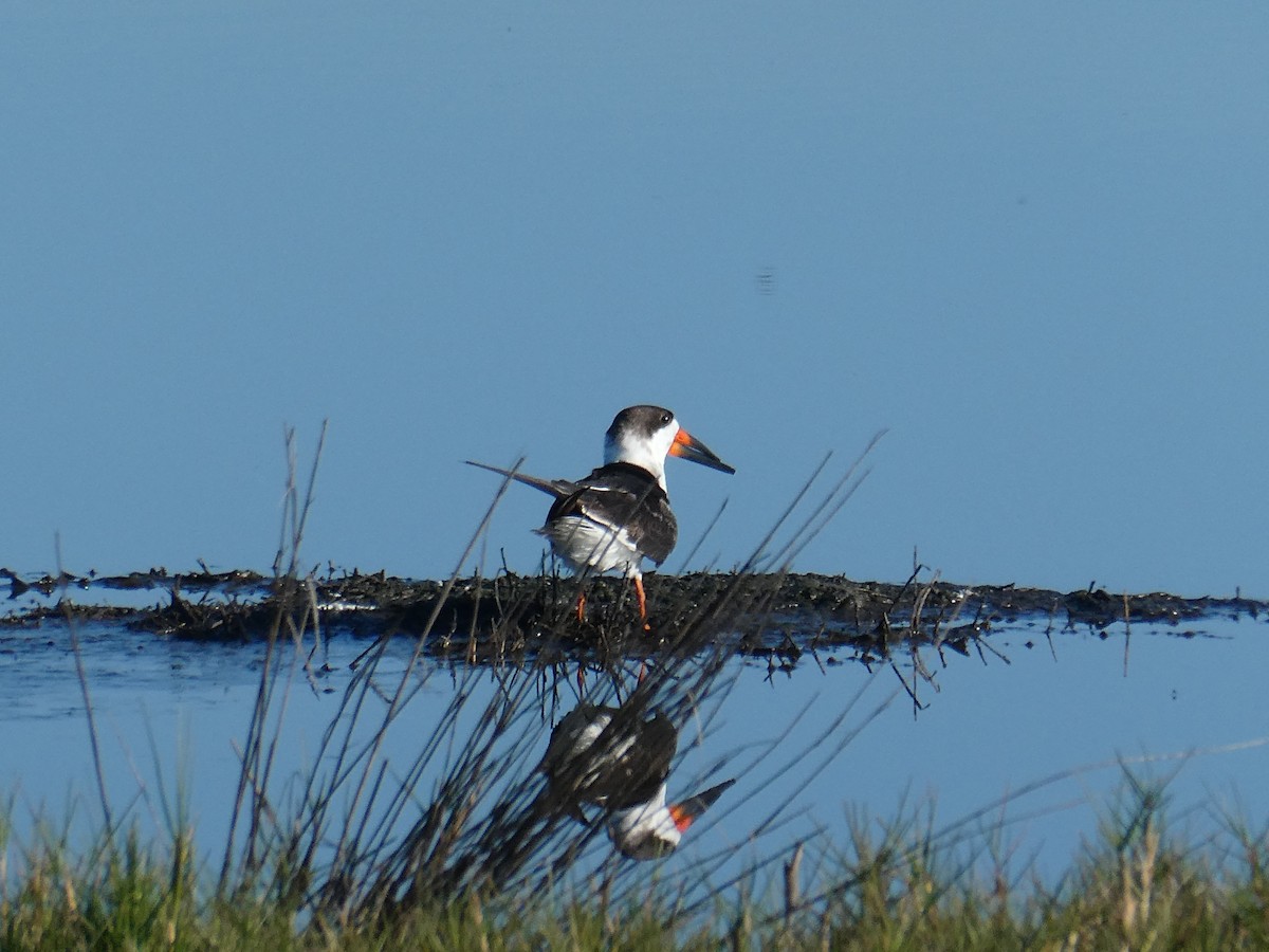 クロハサミアジサシ - ML630194632